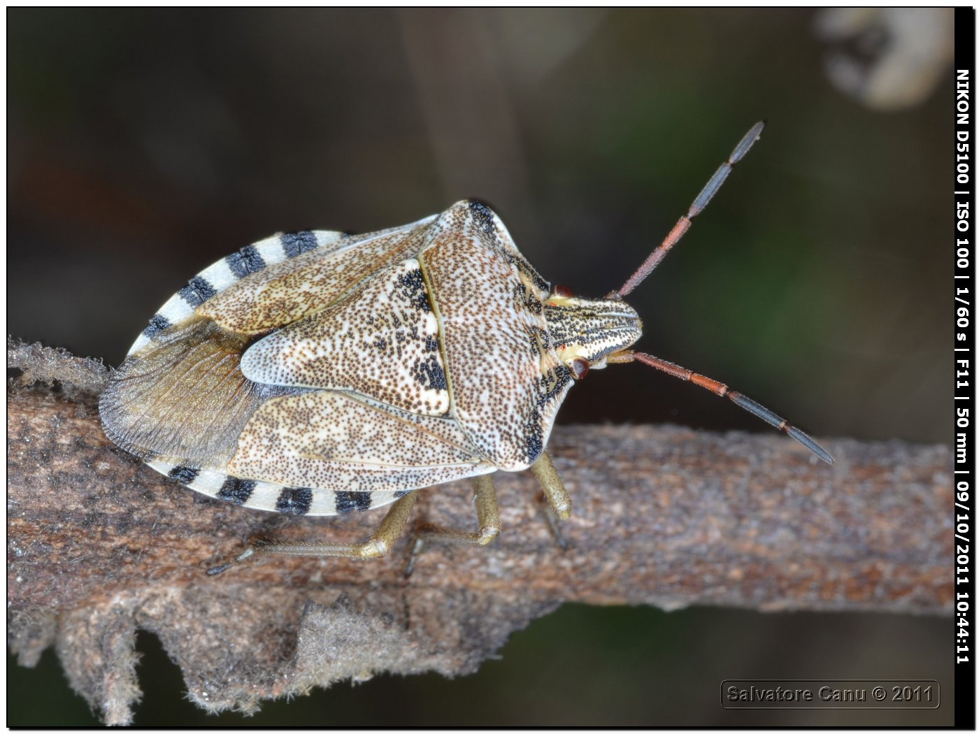 Pentatomidae: Codophila varia in Sardegna (SS)